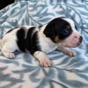 Dansk-svensk gårdhund