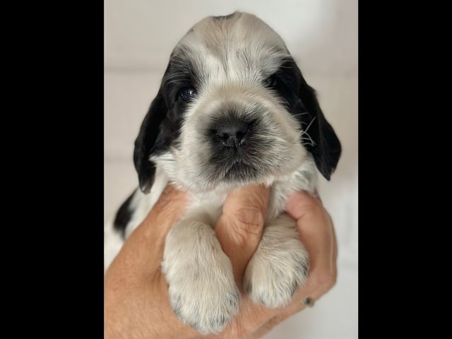 Cocker spaniel