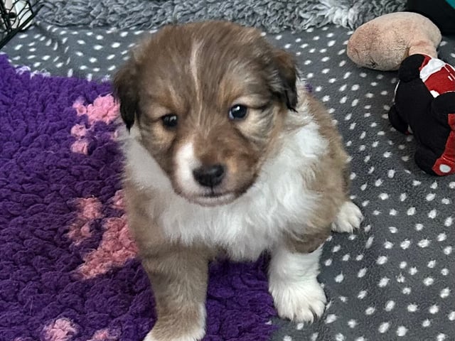 Shetland sheepdog