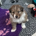 Shetland sheepdog