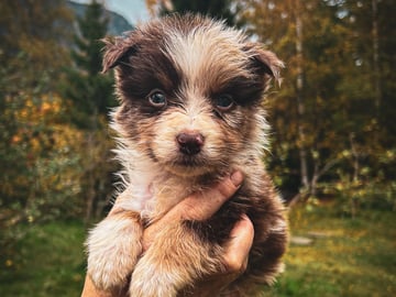 Australian shepherd · Bø i Telemark · Margit Knutsdotter Buen
