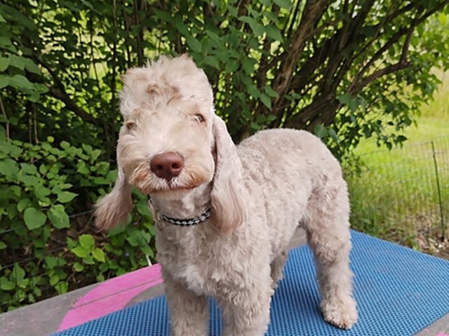 Bedlington Terrier