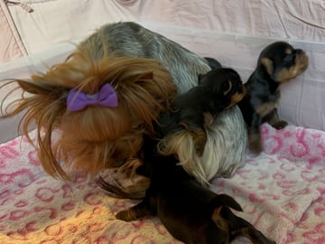 Sweet little Pollys