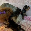 Yorkshire terrier