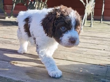 Kennel Bellamigo