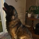 Leonberger