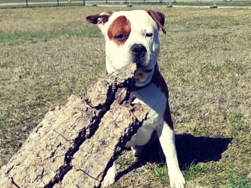 Patrick Nielsen Amstaff