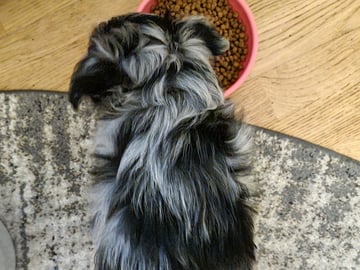 Chihuahua blandras · Bålsta · Bålsta