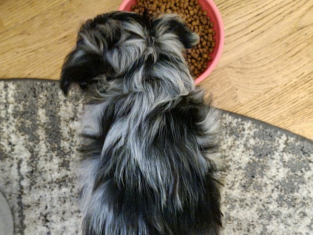 Chihuahua blandras · Bålsta · Minna L.