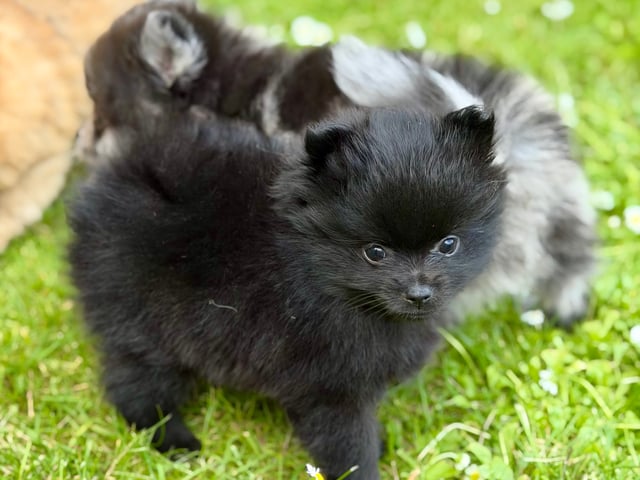 Pomeranian