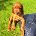 Irländsk röd setter