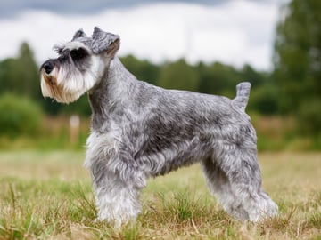 Dvärgschnauzer
