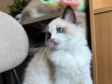Ragdoll · Örkelljunga · Susanne G.
