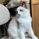 Ragdoll