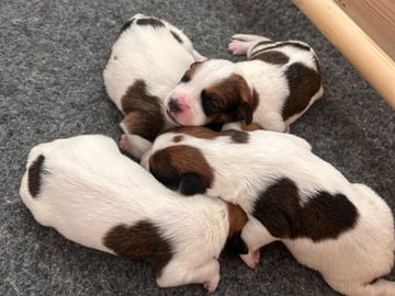 Kromfohrlander · Bengtsfors · Onside’s kennel