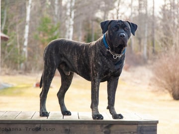 Kerberos Silver