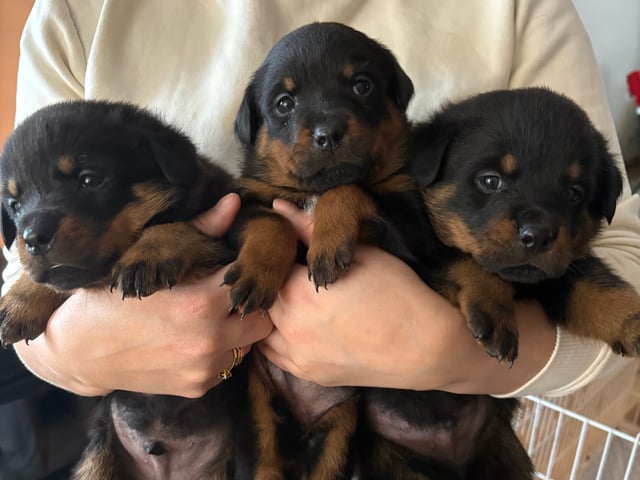 Rottweiler