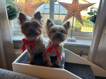 Lilo