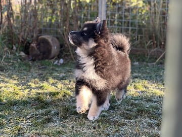 Finsk lapphund · övertorneå · Vita Viddens kennel