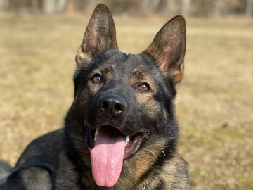 Kennel Snibor Anzi