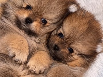 Pomeranian · Malmö · Majdzezo .