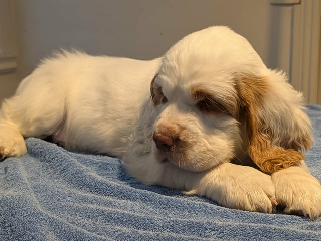 Clumber Spaniel