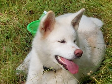 Krayon's kennel