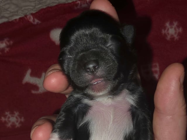Shihpoo/Japanese chin · Idre · Sabina H.
