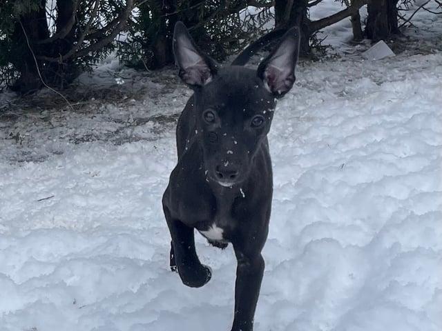 Whippet