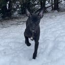 Whippet
