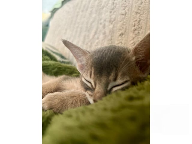 Abyssinier