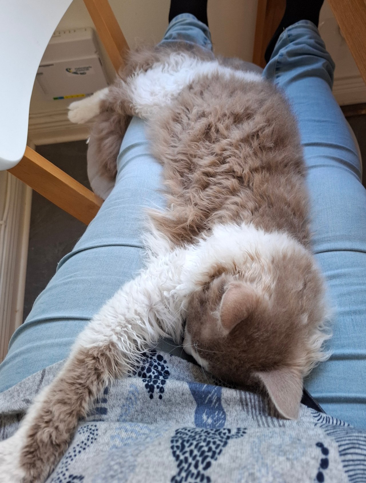 Å leve med rasen