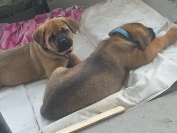 American Akita/Rottweiler · Edane · Inget