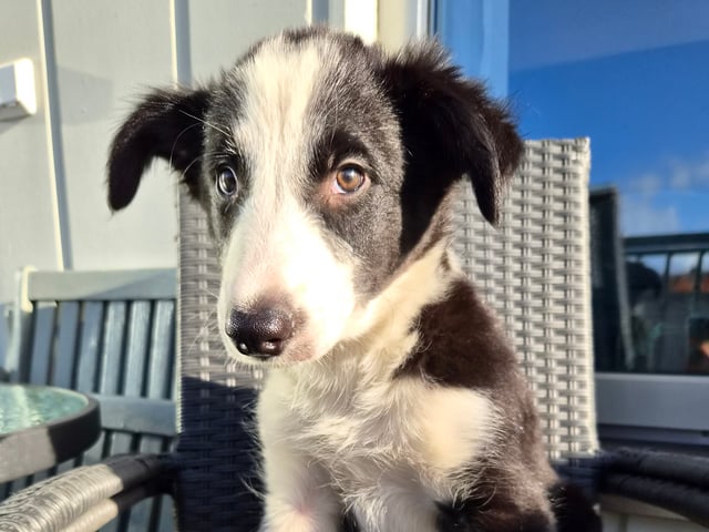 Border collie · Limhamn · Ruckeltofta Gård