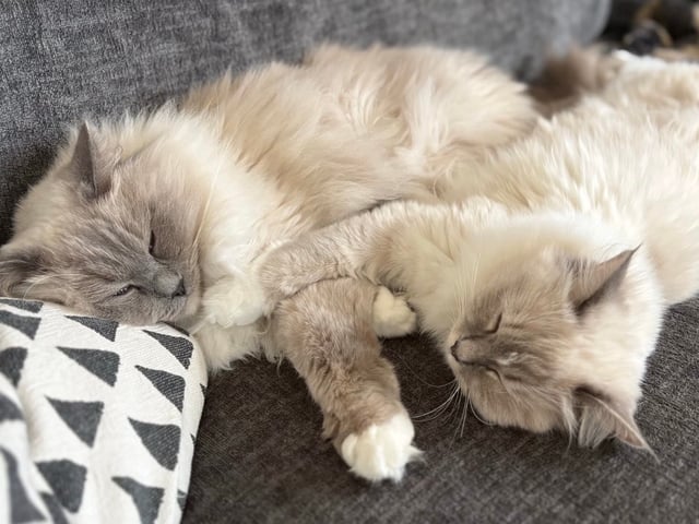 Ragdoll · Växjö · Sofia Å.