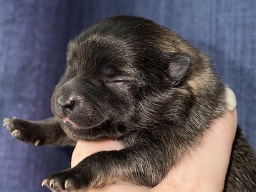 German Spitz – Kleinspitz · Herre · Omnia