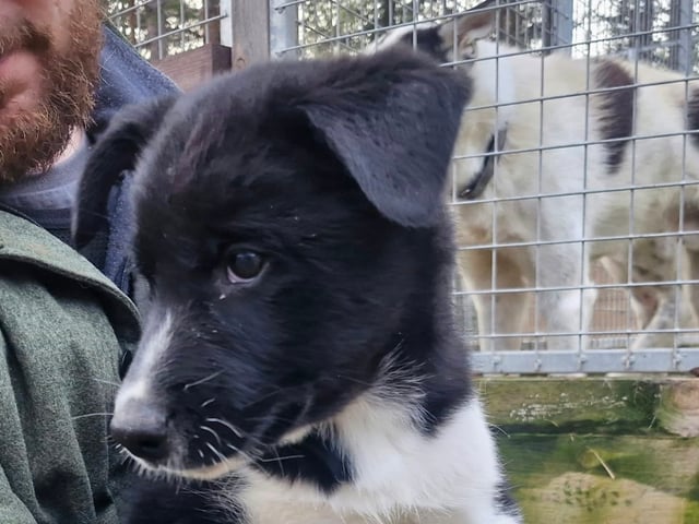 Alaskan Husky · Skaulo · Howling Huskies