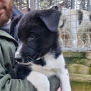 Alaskan Husky