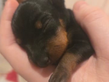 Black and fawn