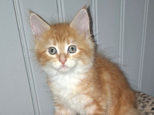 Kattunge: Hona 2