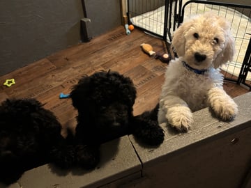 Goldendoodle · Västerlanda · Lugnets kennel