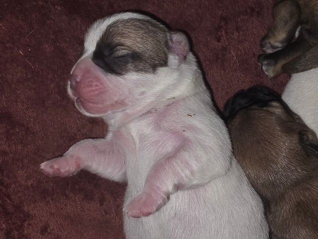 Fransk bulldog