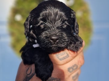 Labradoodle · Mockfjärd · Dalkullas labradoodle