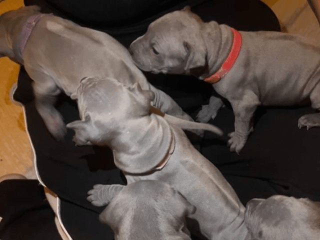 Thai ridgeback dog