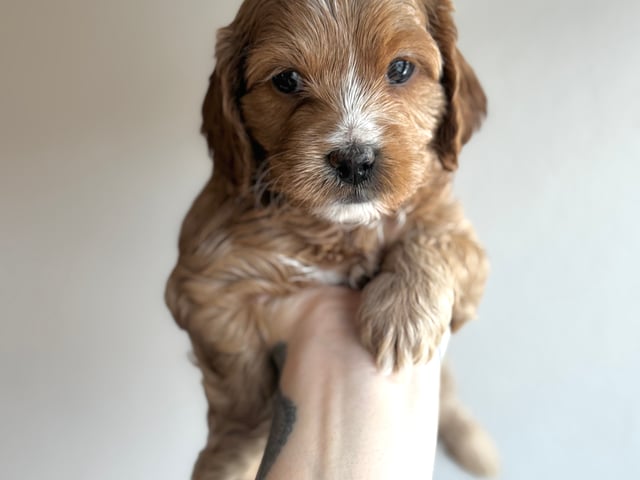 Cockerpoo