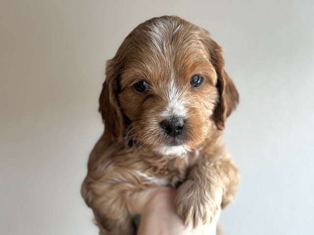 Cockerpoo
