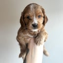 Cockerpoo