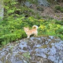 Pomchi