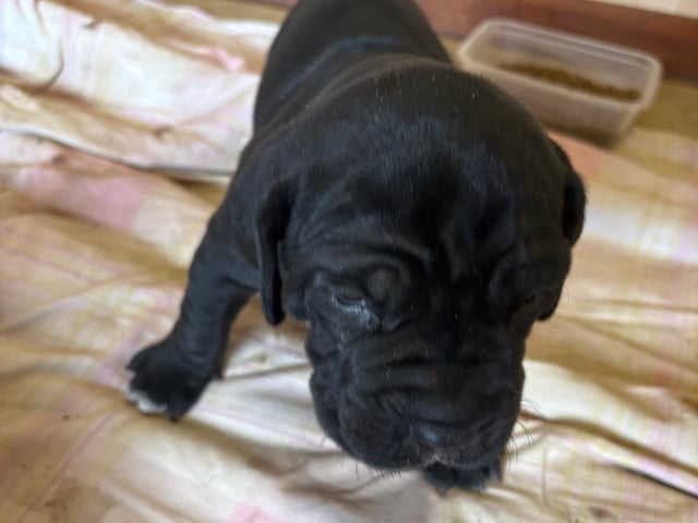 Cane corso