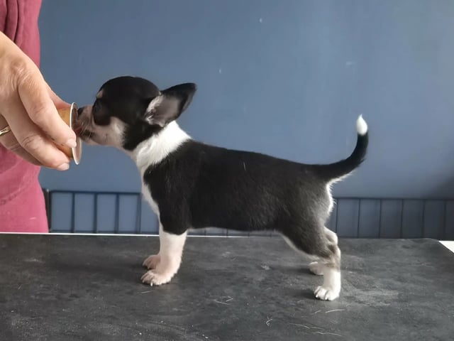 Chihuahua